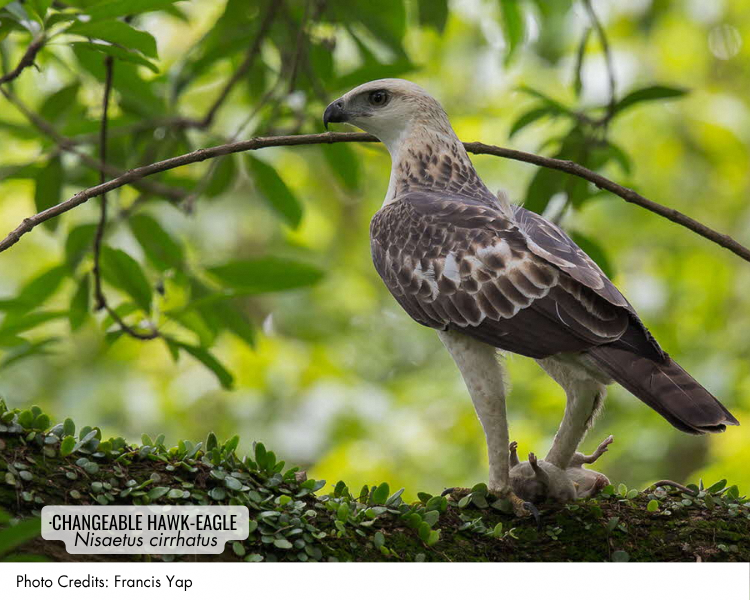 Changeable Hawk-Eagle (Nisaetus cirrhatus)